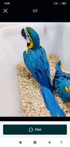 blue macaw parrot chips for sale 0336+14+38+647