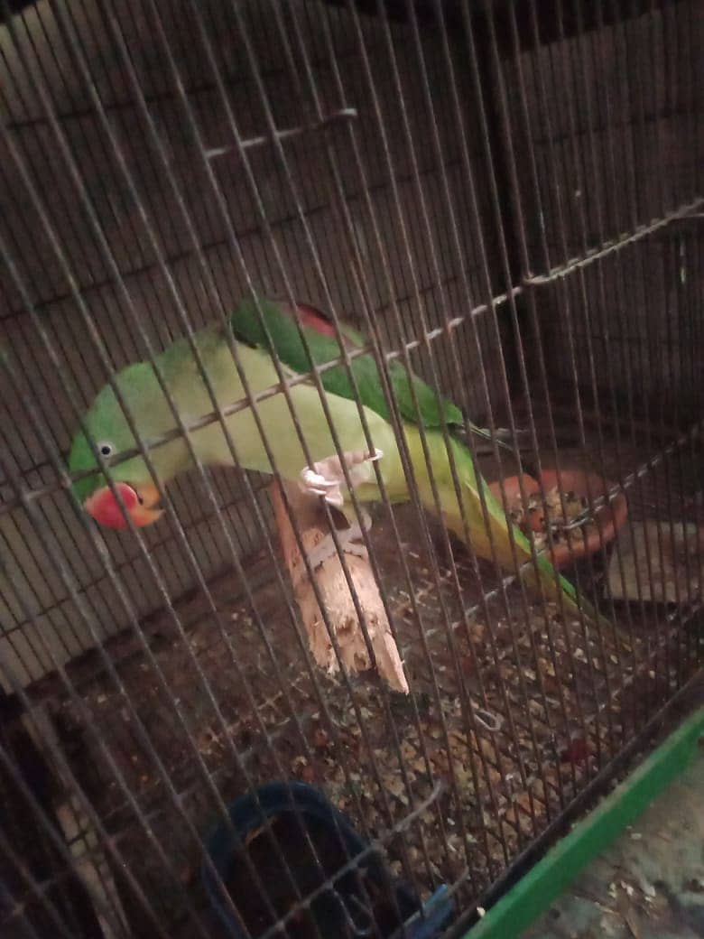 raw parrot female breeder talking 0