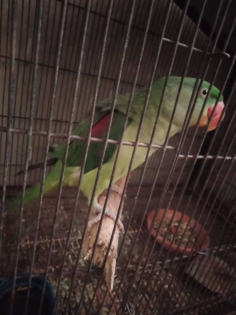 raw parrot female breeder talking 1