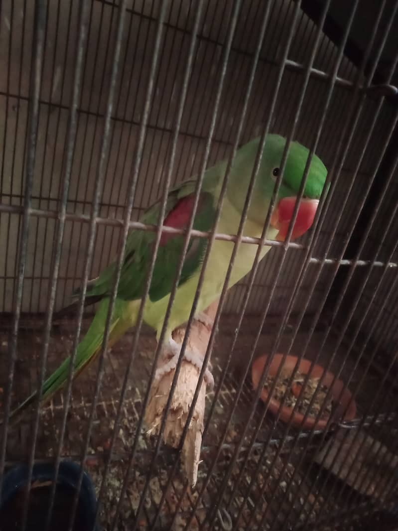 raw parrot female breeder talking 2