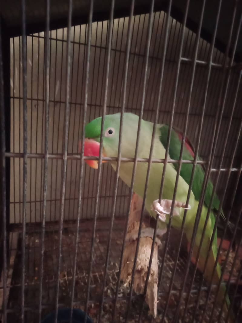 raw parrot female breeder talking 3