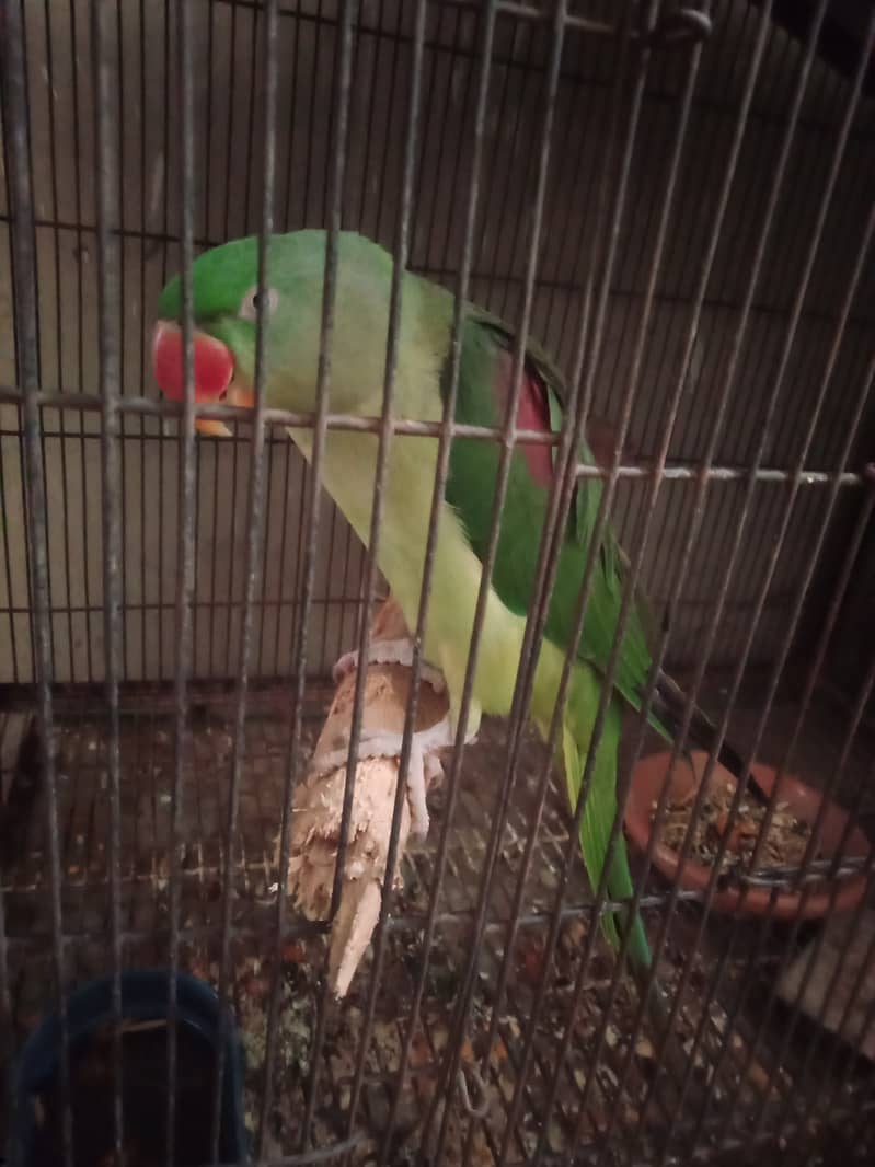 raw parrot female breeder talking 4