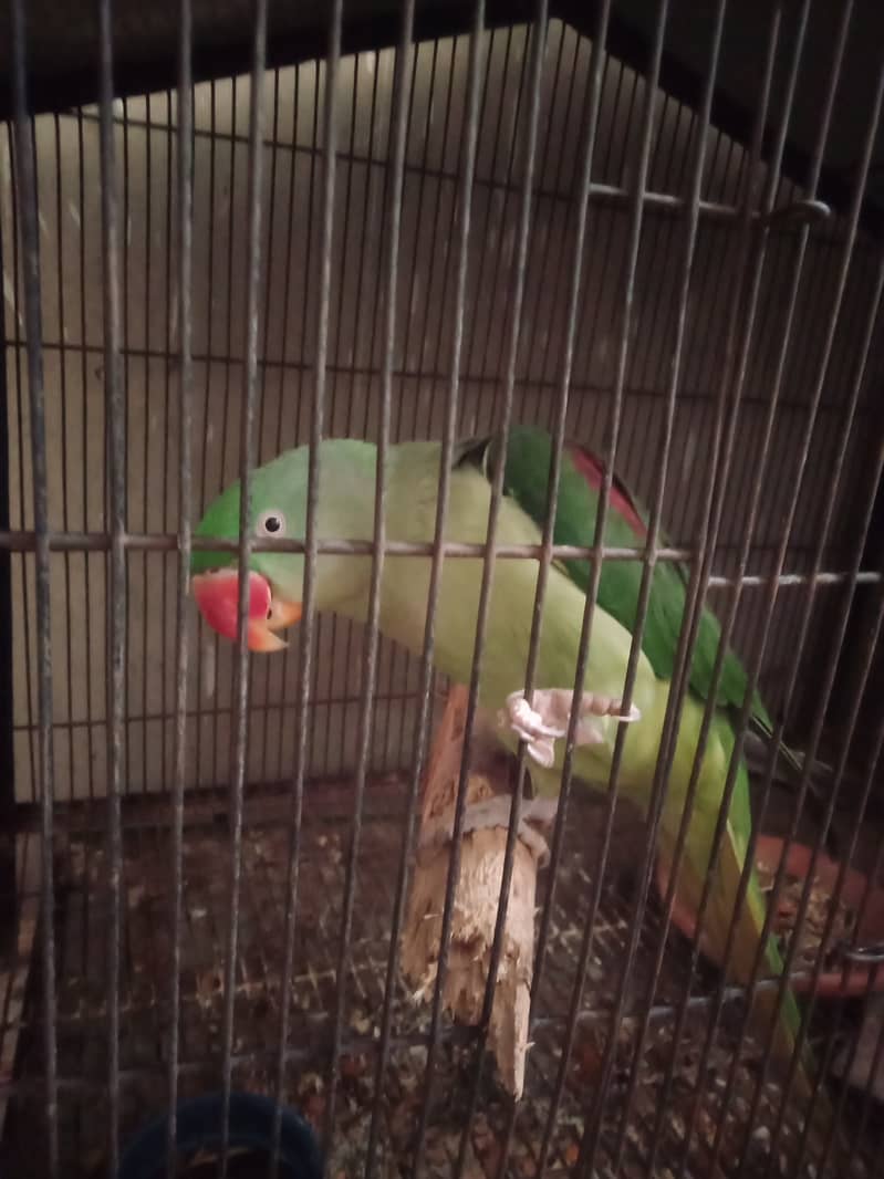 raw parrot female breeder talking 6