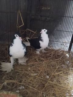 king size sharazi breeder pair full active and healthy