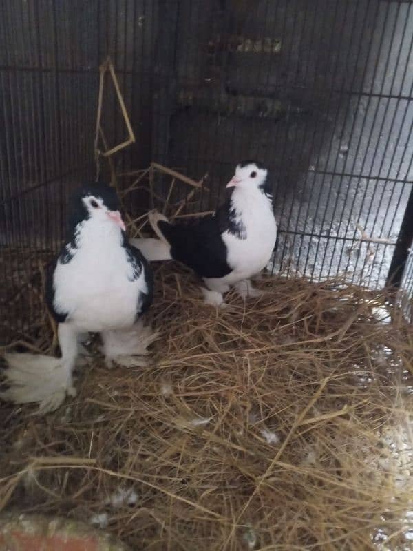 king size sharazi breeder pair full active and healthy 0