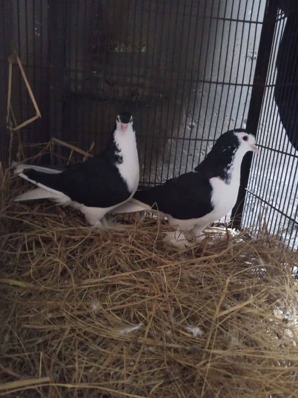 king size sharazi breeder pair full active and healthy 1