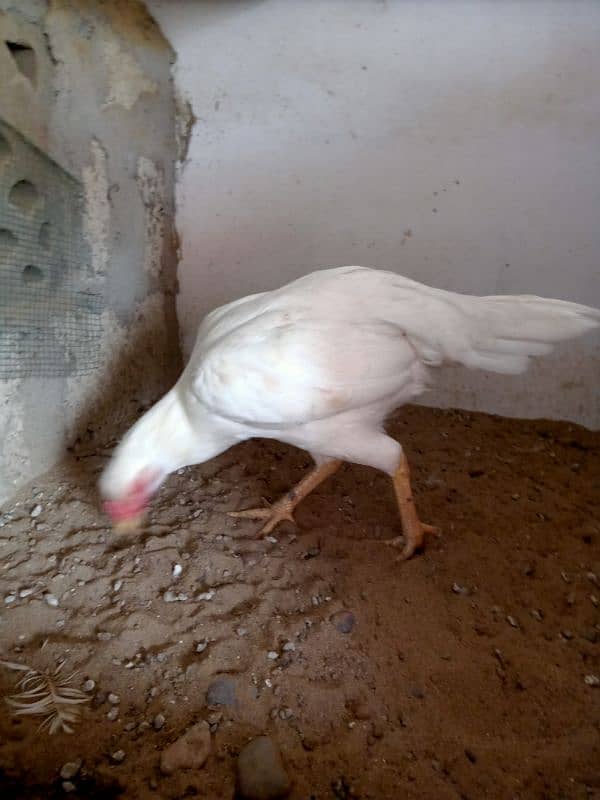 paper white Heera Female 0