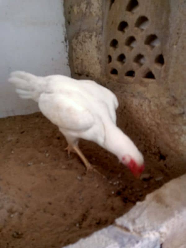 paper white Heera Female 1