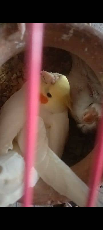 Cream Cockatiel 1