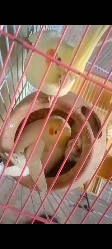 Cream Cockatiel 2