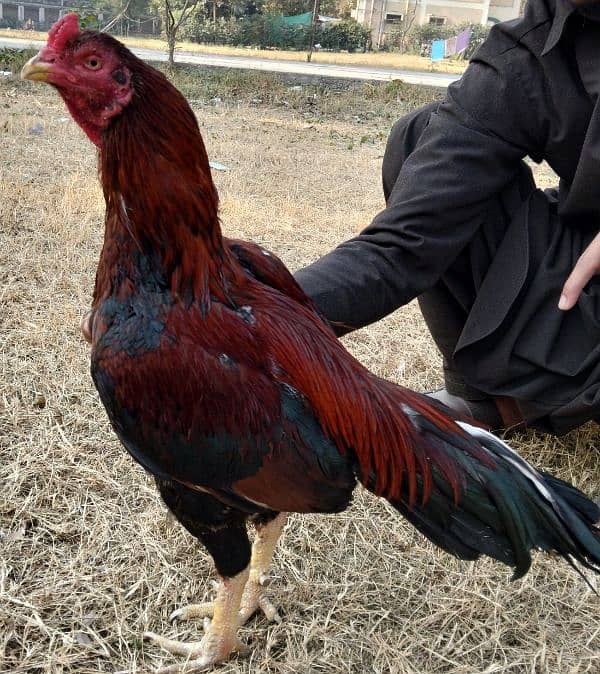 Aseel#hen#for#sale 0