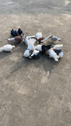 Fancy Fantail For Sale At Reasonable Price