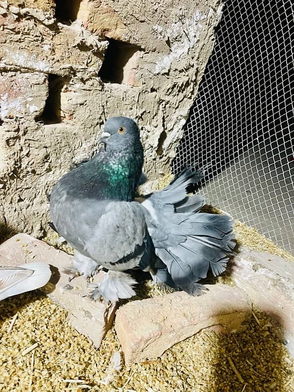 Fancy Fantail For Sale At Reasonable Price 10