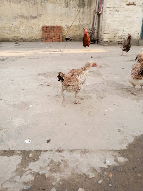 3 desi hens with aseel cross 7