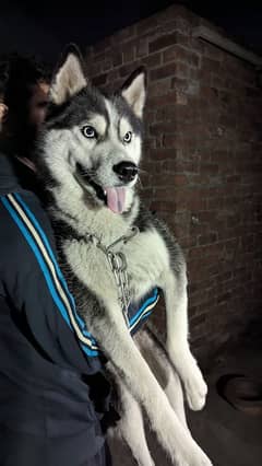 Pedigree Siberian Husky