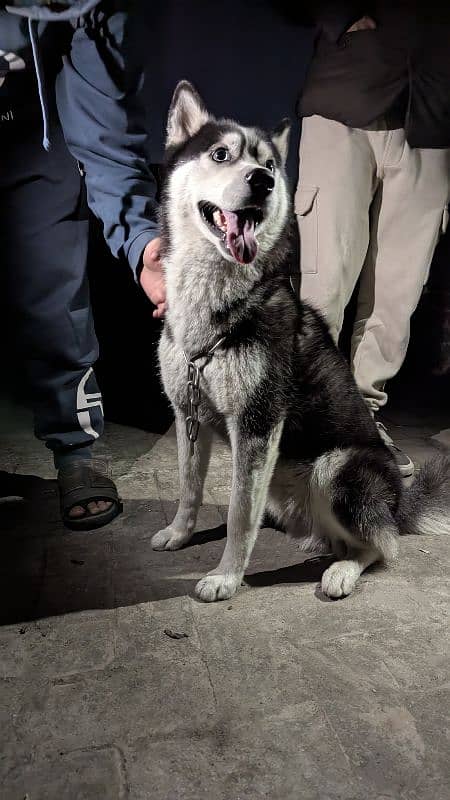 Pedigree Siberian Husky 1