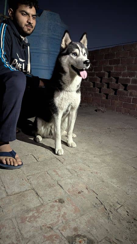 Pedigree Siberian Husky 2