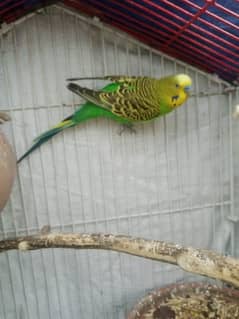 Wild Green Colour Budgie, Confirm male, Well and Healthy