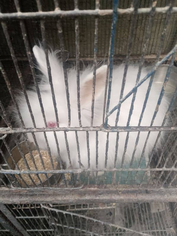 Male & female Rabbits 18 months (1 pair) 1