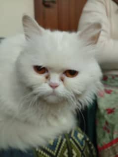 Persian female cat looking for a new home