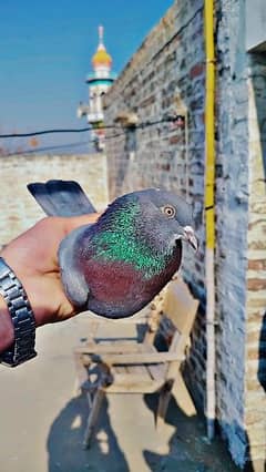 Breader Pigeon pair for sale 800 rupy ka pair ha jora laga howa ha