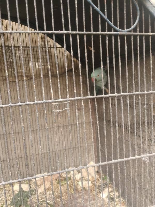 Blue Ringneck parrot (female) 3