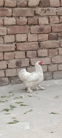 bantam