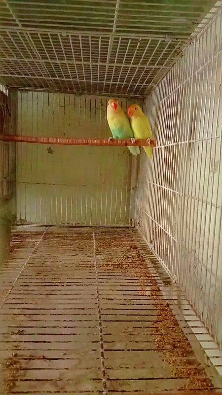 Love birds for sale hai. 0