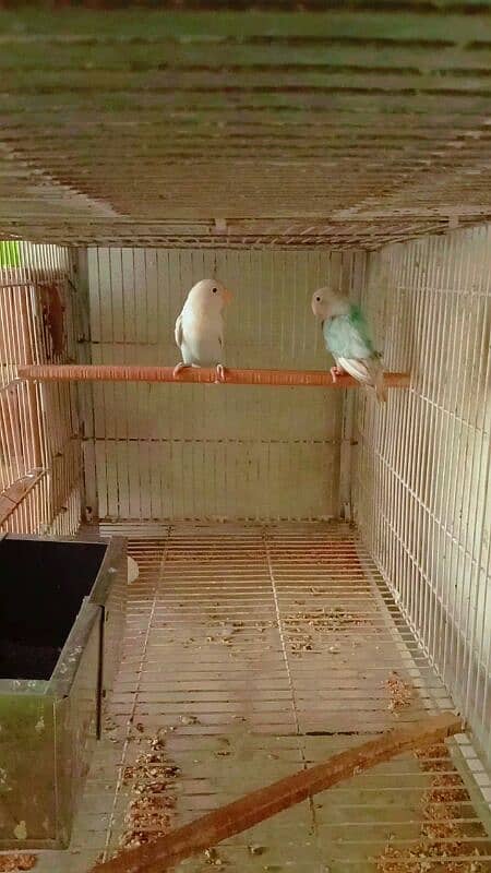 Love birds for sale hai. 3