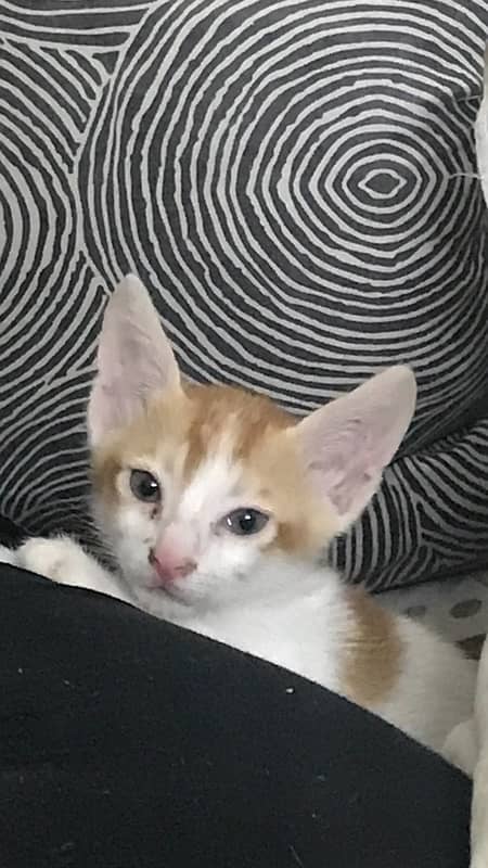 cute kitten for sell 0