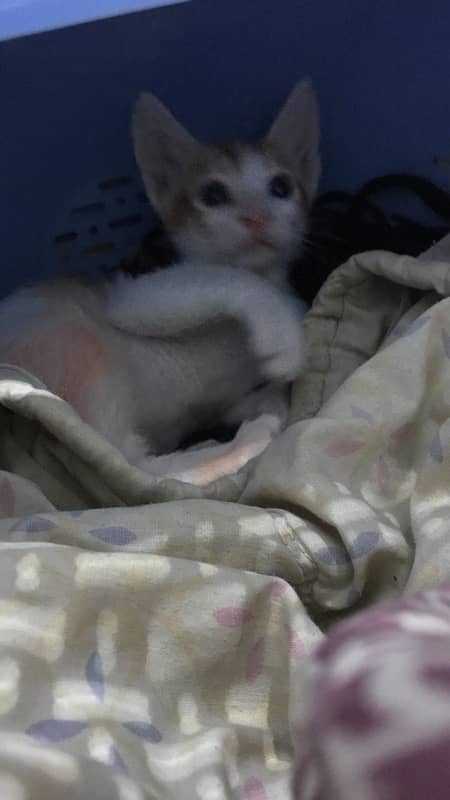 cute kitten for sell 6