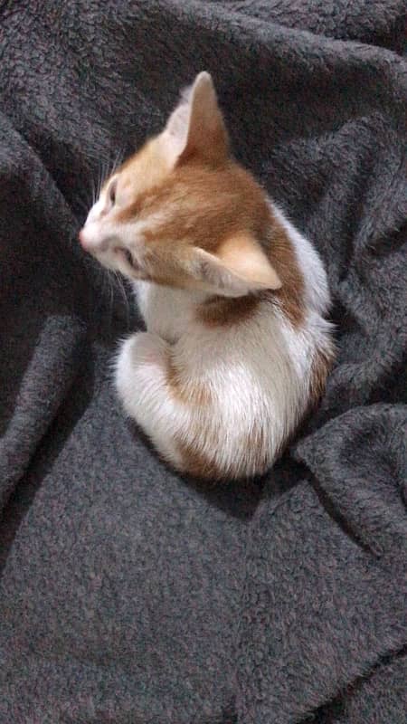 cute kitten for sell 9