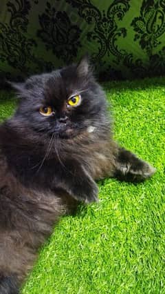 Persian cat