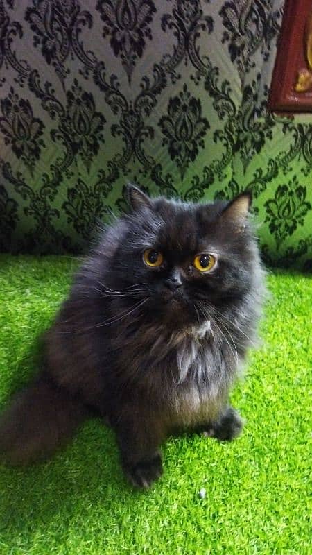 Persian cat 1