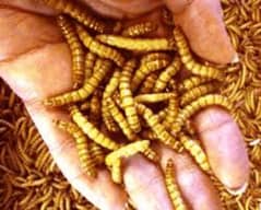 mealworms farm