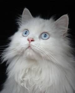 Persian white cat for sall