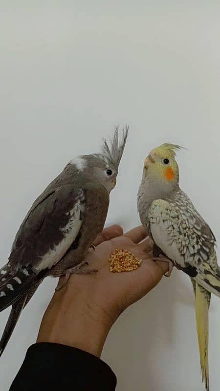 2 Females Handtamed Cocktails For Sale 1