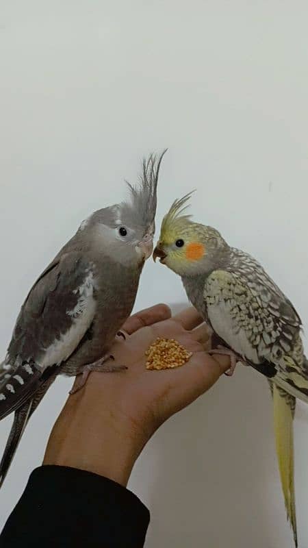 2 Females Handtamed Cocktails For Sale 2