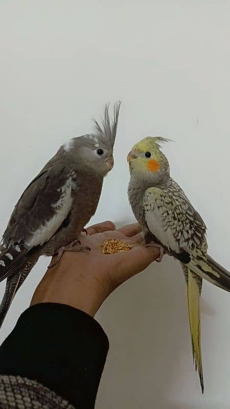 2 Females Handtamed Cocktails For Sale 4