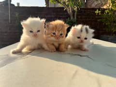 Persian Cats