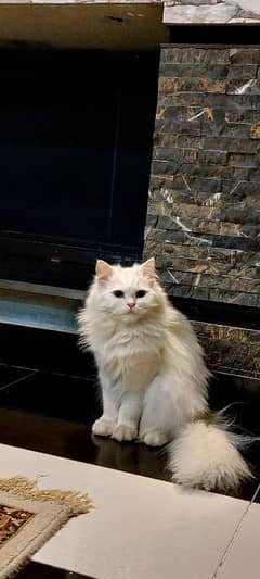 Persian Cat Triple Coat