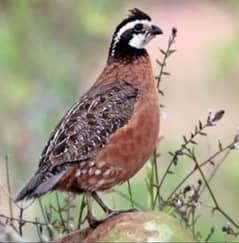 American or notheren bobwhite quail / batair breeder male or pair