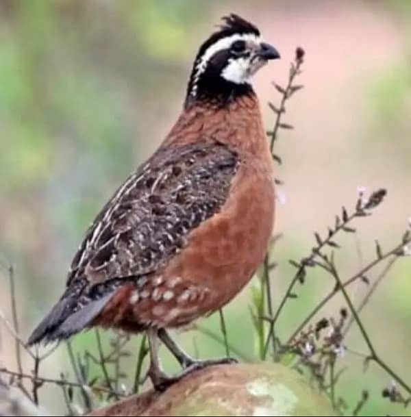 American or notheren bobwhite quail / batair breeder male or pair 0