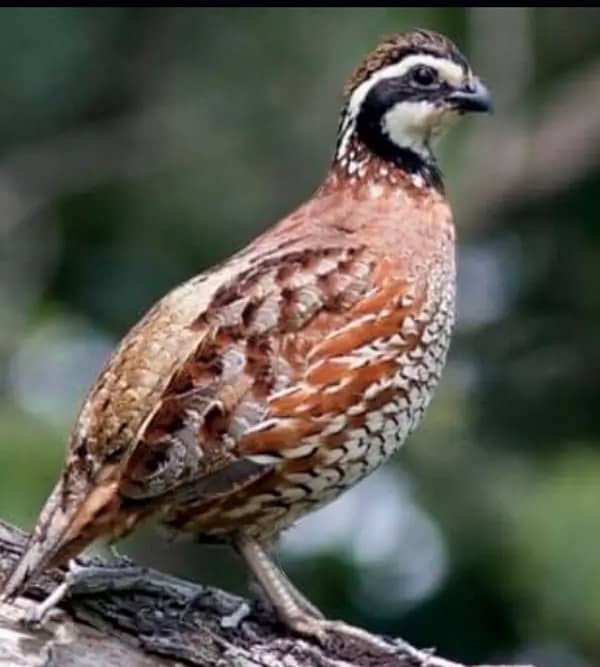 American or notheren bobwhite quail / batair breeder male or pair 1