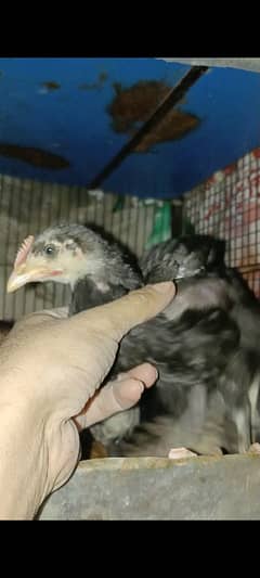 Austrolorp & RIr chicks & Fertile Egg (03224535024)