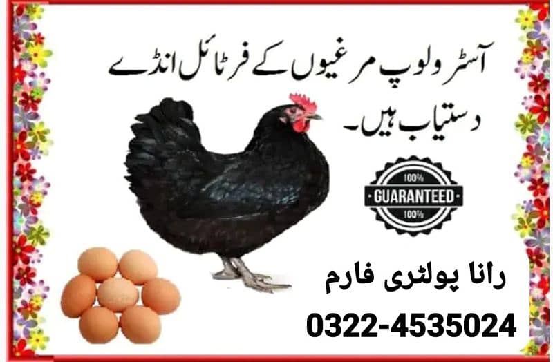 Austrolorp & RIr chicks & Fertile Egg (03224535024) 1