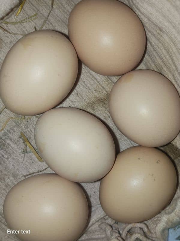 Austrolorp & RIr chicks & Fertile Egg (03224535024) 4