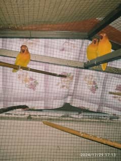 fisher love birds 3 piece for sale