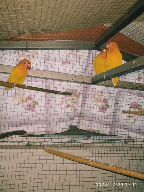 fisher love birds 3 piece for sale 2