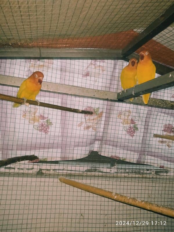 fisher love birds 3 piece for sale 3